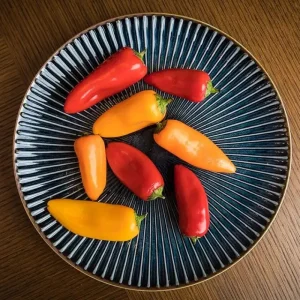 MIYA Company Medium Plates | Aiya Navy 8-3/4