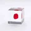 MIYA Company Desk Accessories | Sola Cube Huayruro Seed