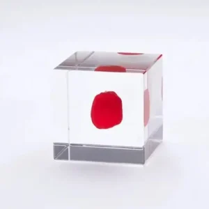 MIYA Company Desk Accessories | Sola Cube Huayruro Seed