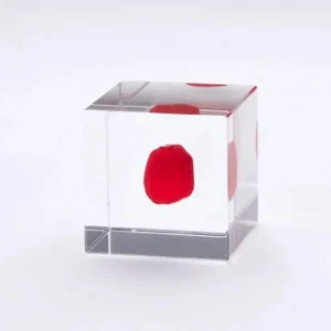 MIYA Company Desk Accessories | Sola Cube Huayruro Seed
